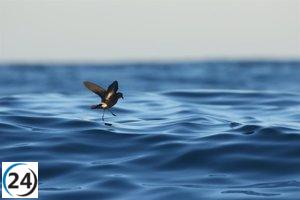 El Imedea-UIB lidera un projecte europeu per protegir els països, les aus marines més petites del planeta.