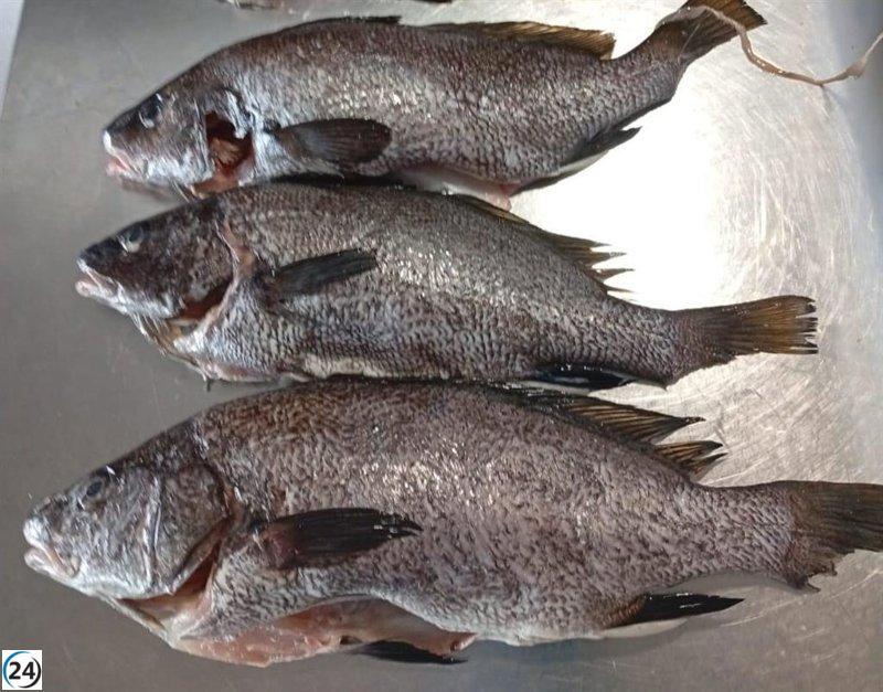 Incauten 8 quilos de peix de pesca submarina il·legal en un restaurant d'Eivissa.

Confisquen 8 quilos de peix de pesca submarina il·legal en un restaurant d'Eivissa.