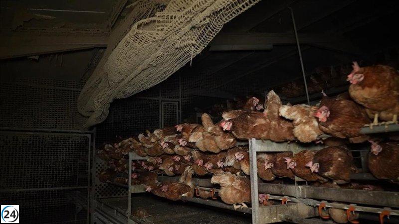 Agricultura proposa una multa de més de 200.000 euros a la granja avícola denunciada a Llucmajor.
