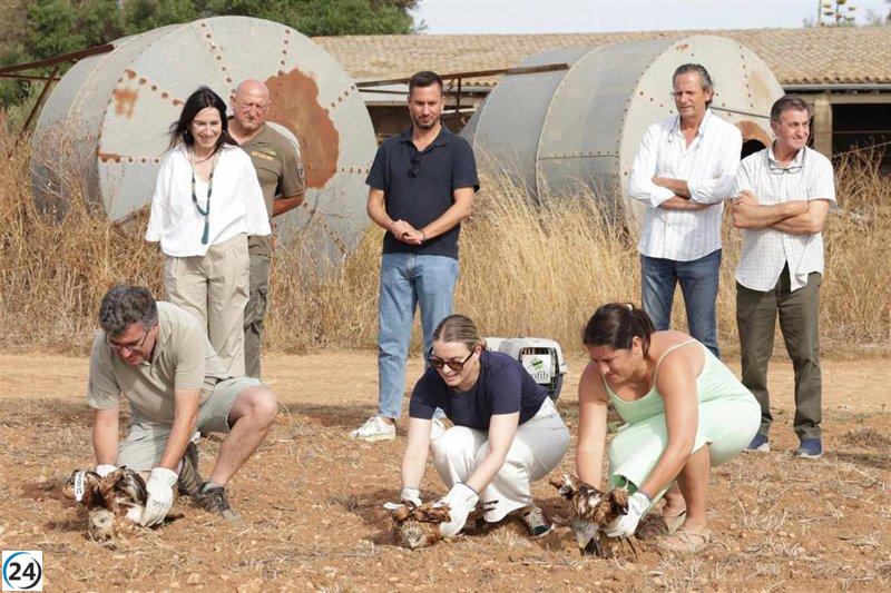 El Govern allibera a una finca de Campos 3 milans recuperats a les instal·lacions del Cofib.

El Govern allibera en una finca de Campos tres milans recuperats a les instal·lacions del Cofib.