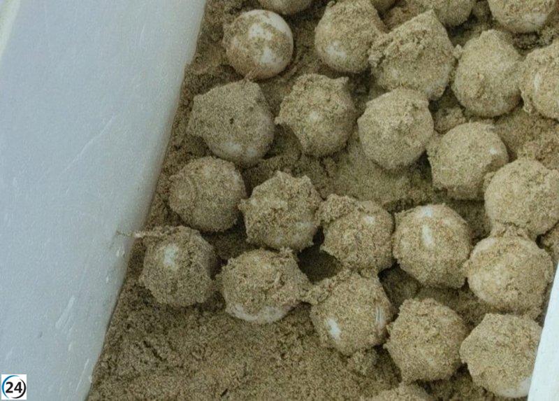 Trobat a Eivissa el primer niu de tortuga marina de l'any amb 85 ous.

Trobat a Eivissa el primer niu de tortuga marina de l'any amb 85 ous.