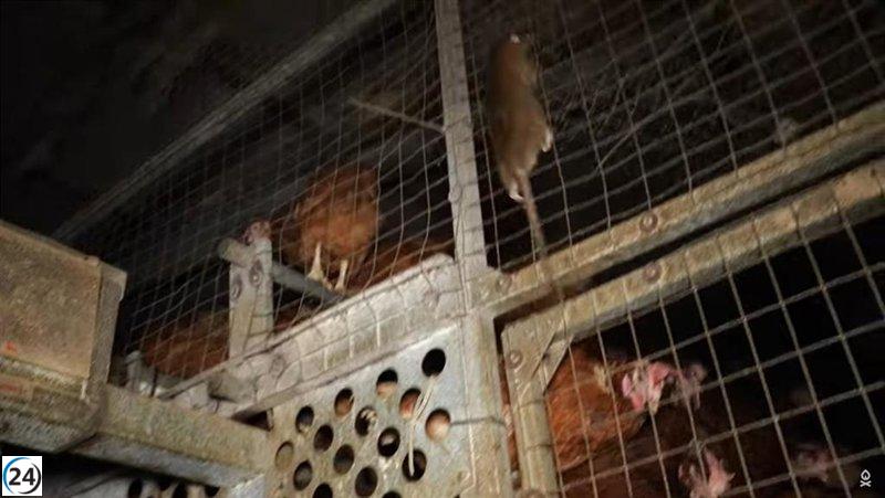 La granja avícola de Llucmajor haurà de reduir un terç de la seva capacitat.