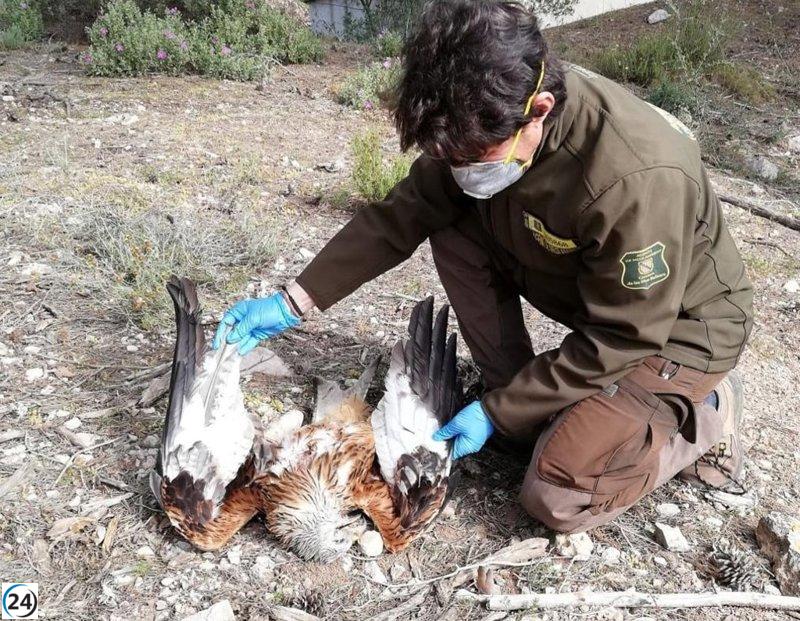 El Govern detecta tres casos de mort de milans reials per enverinament en cotos de caça de Mallorca.

El Govern detecta tres casos d'envenenament de milans reials en cotos de caça de Mallorca.