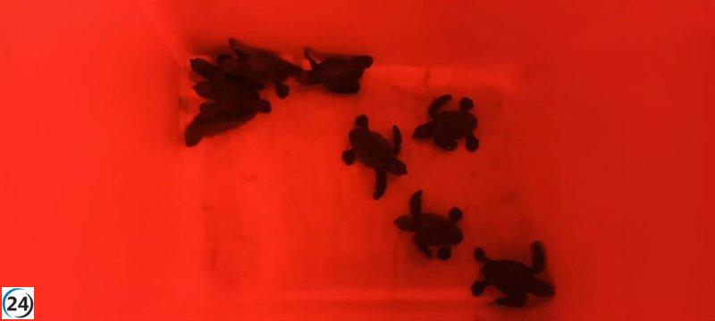 Neixen les tortugues marines del primer niu registrat a Mallorca.