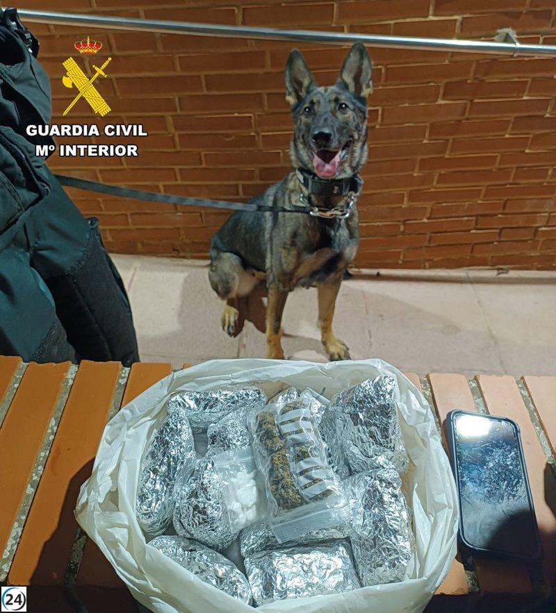Una gosseta de la Guàrdia Civil troba bosses de marihuana i cocaïna amagades a un carrer de Magaluf.