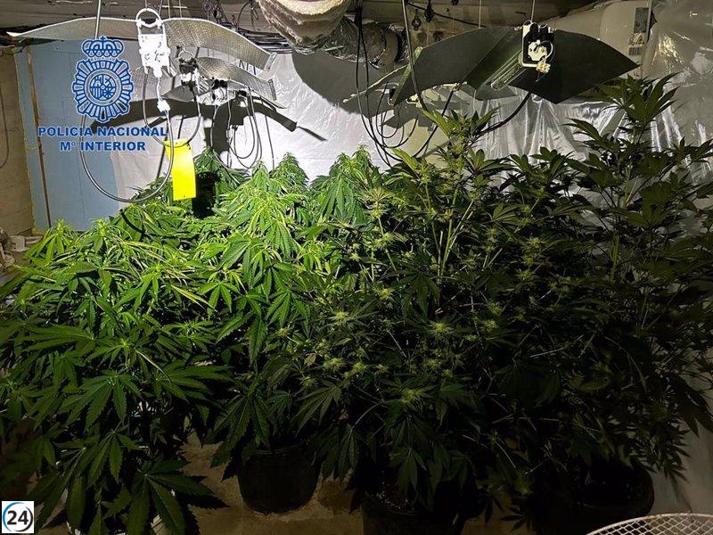 Detingudes a Palma quatre persones amb una plantació de marihuana amagada a un soterrani.