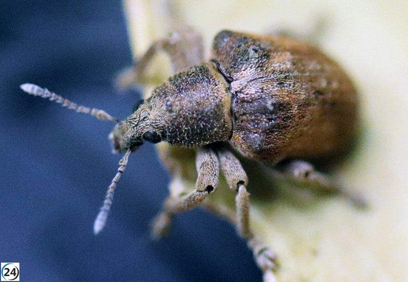 Mitjà Natural confirma el descobriment de l'escarabat exòtic i invasor 'Gonipterus platensis' a Mallorca.