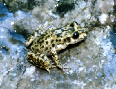 Els animals autòctons, les joies de les Illes Balears