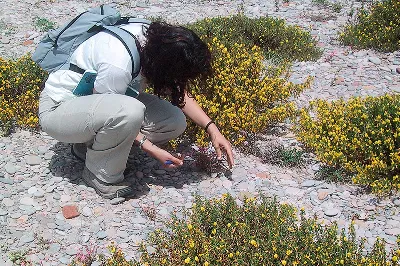 Plantes endèmiques, les claus per conèixer l'ecosistema balear