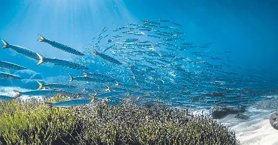 La reserva marina de les Illes Balears, un exemple a seguir
