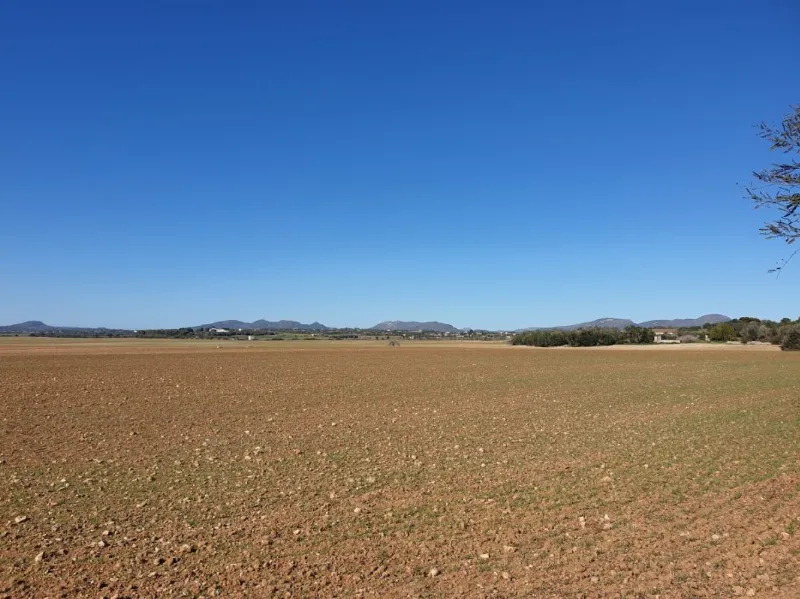 Les curses de cavalls són una tradició a Mallorca