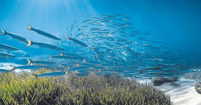 La reserva marina de les Illes Balears, un exemple a seguir